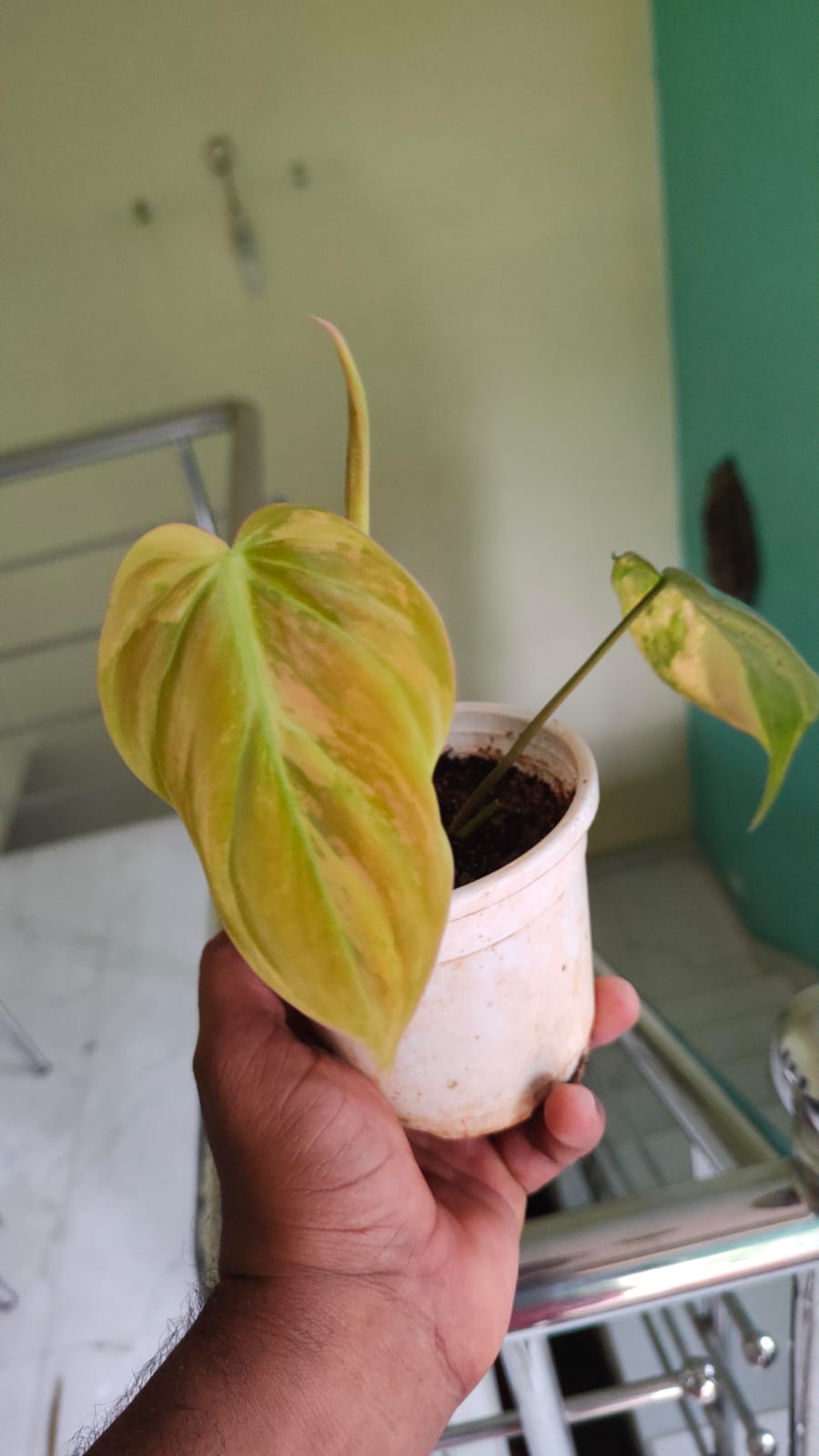 Philodendron Micans Aurea