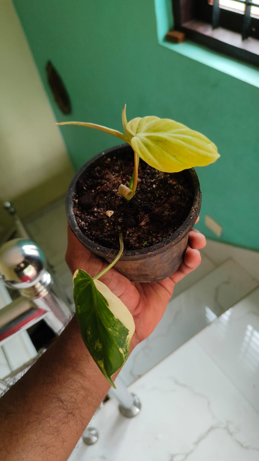 Philodendron Micans Aurea