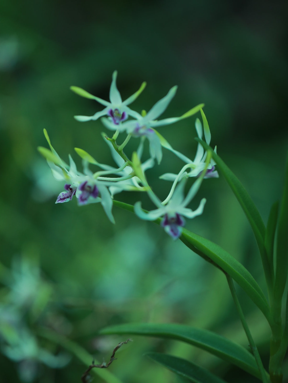 Dendrobium Utai Rabbit Green/White Lip Violet
