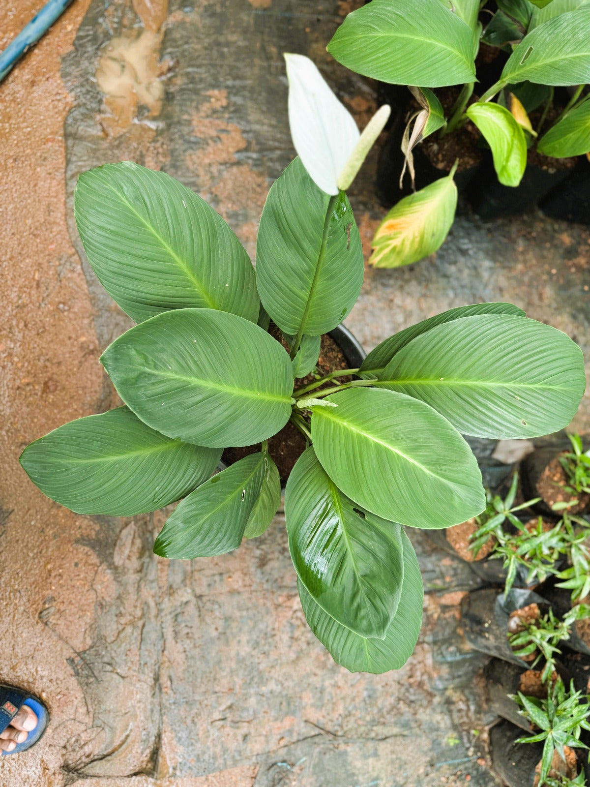 Peace Lily ( Spathiphyllum ) 2.5 ft XL plant