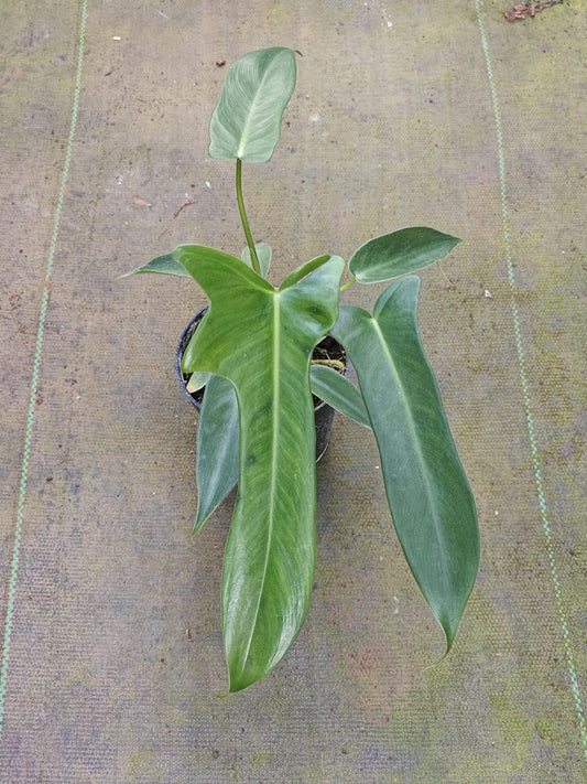 Philodendron Longilobatum Lelano Miyano