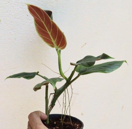 Philodendron Subhastatum