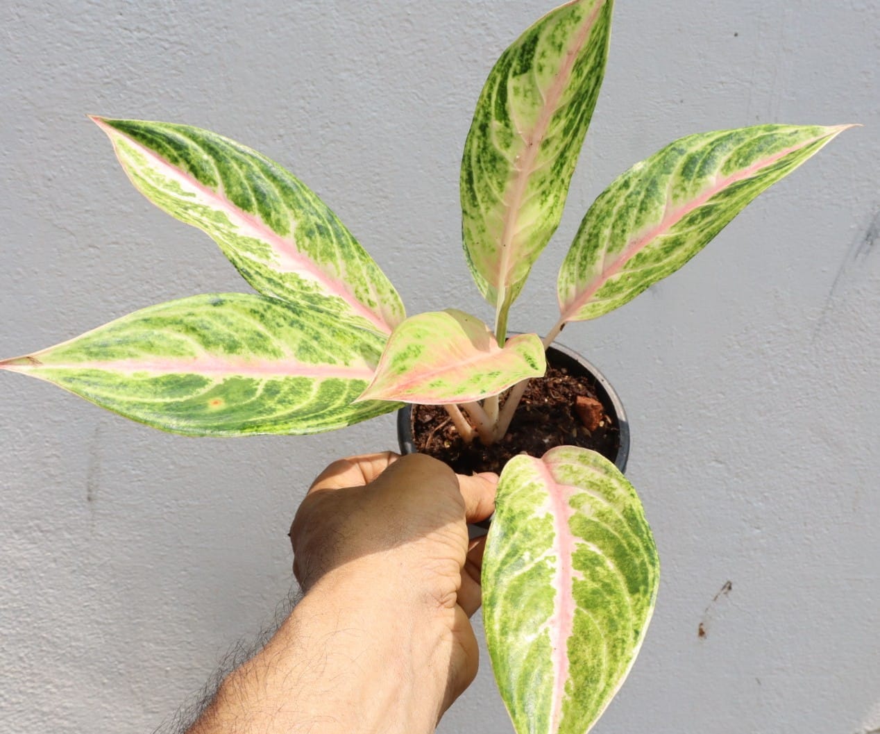 Aglaonema Yellow Lipstick