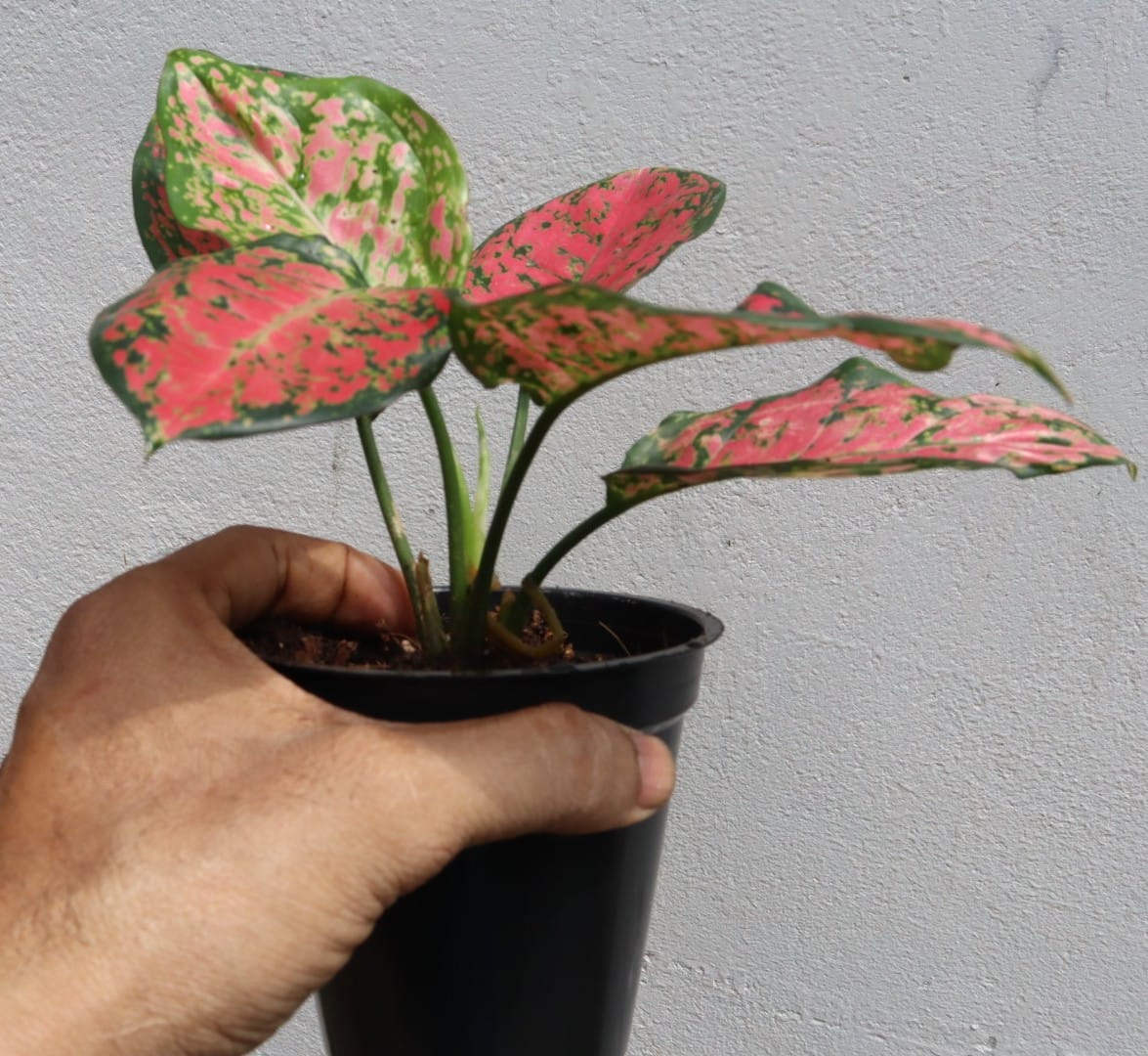 Aglaonema Pink Spot