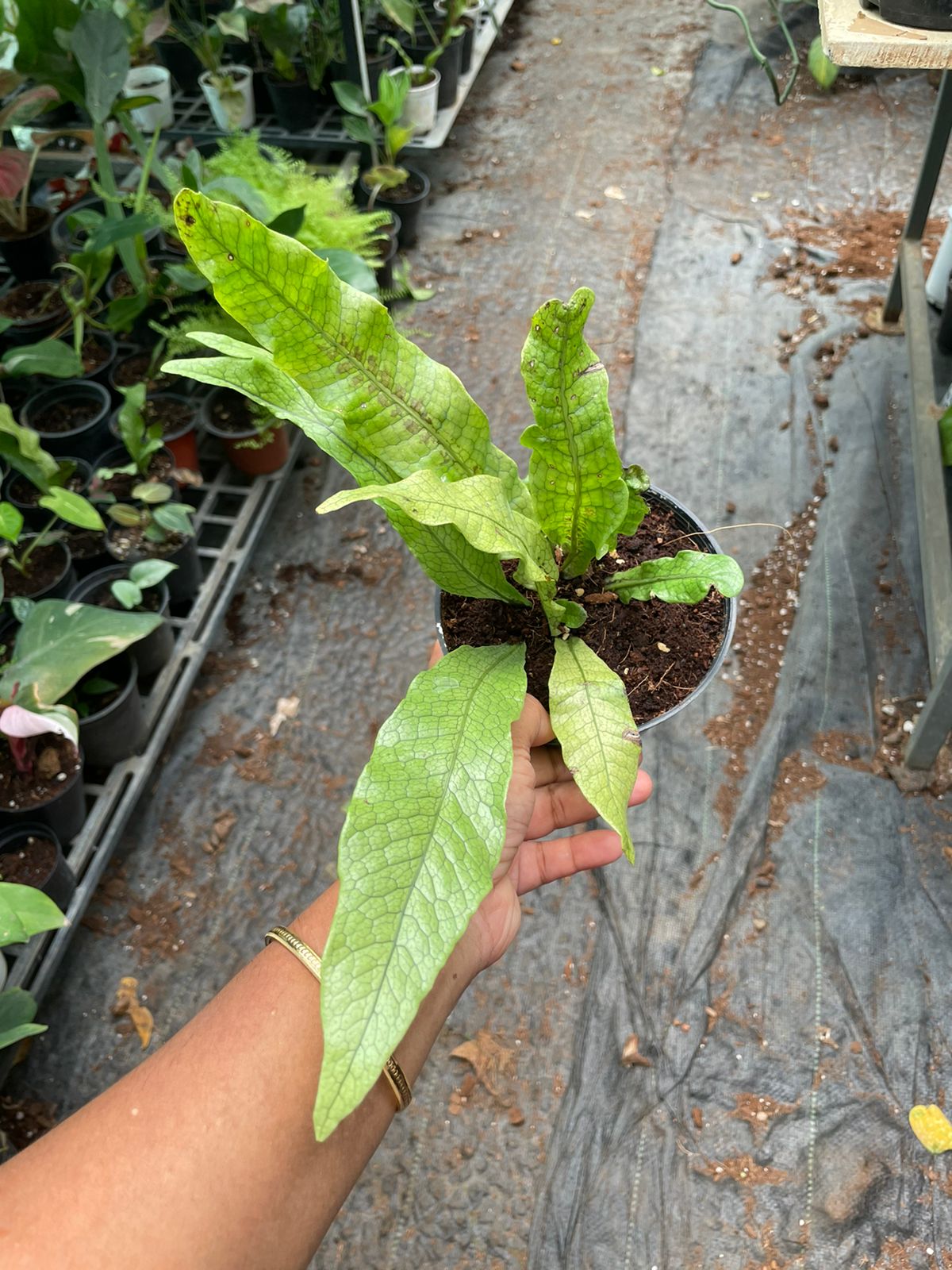 Crocodile Fern