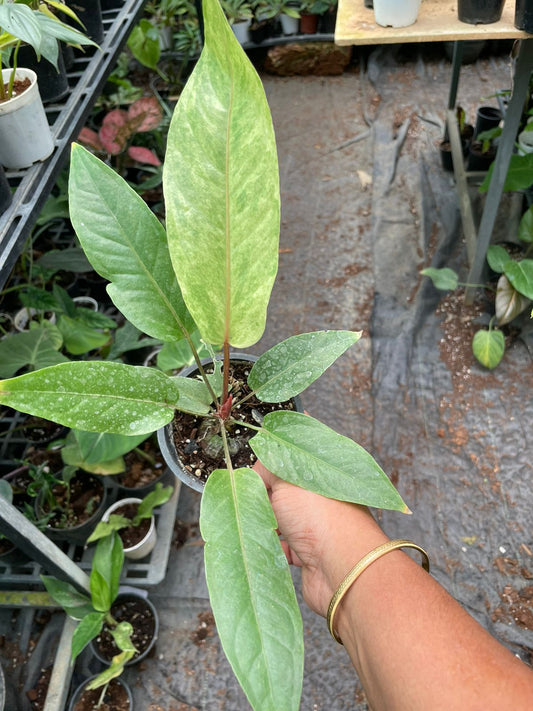 Anthurium Hookeri Variegata