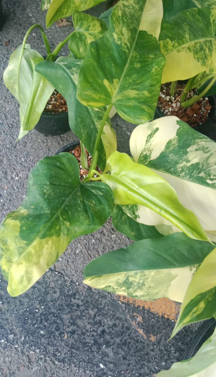 Philodendron Domesticum Vareigated