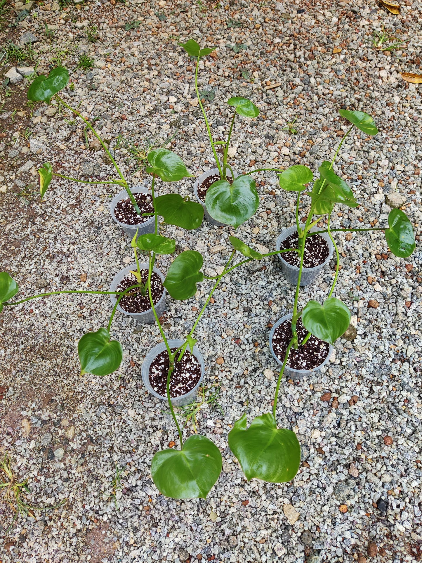 Philodendron Ricardoi 