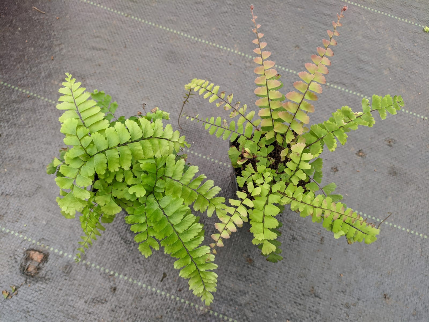 Adiantum Maidenhair Fern Combo (Red and Green)