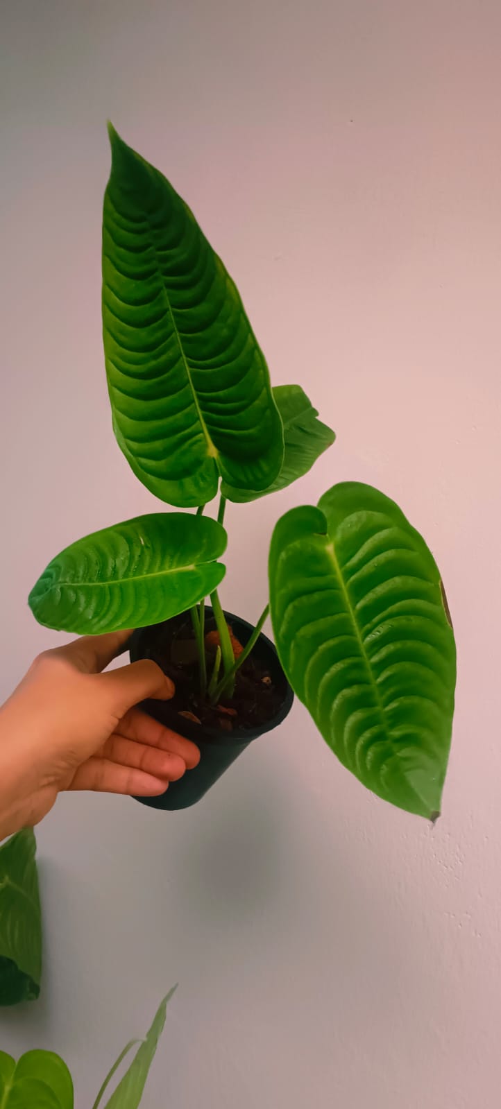 Anthurium Veitchii Narrow ' King'