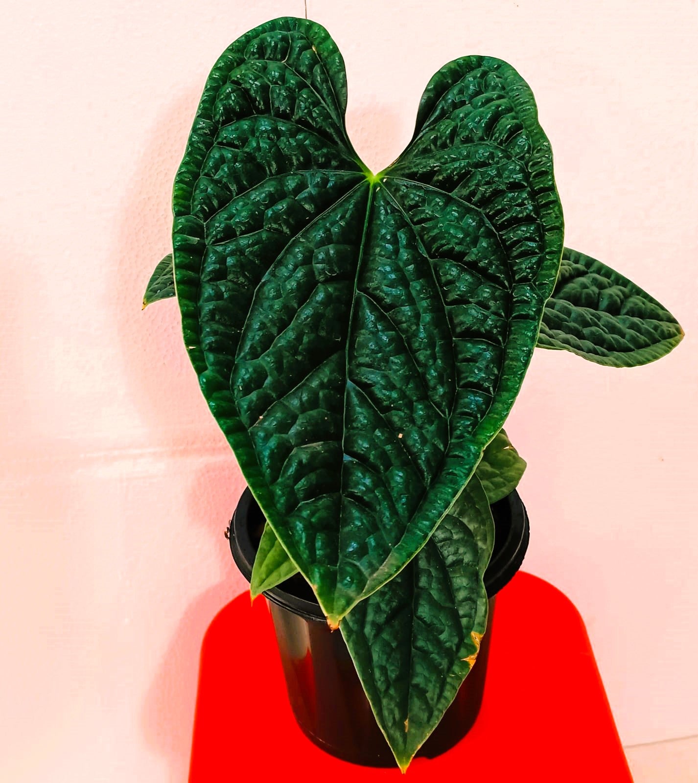 Anthurium Luxurian Dark