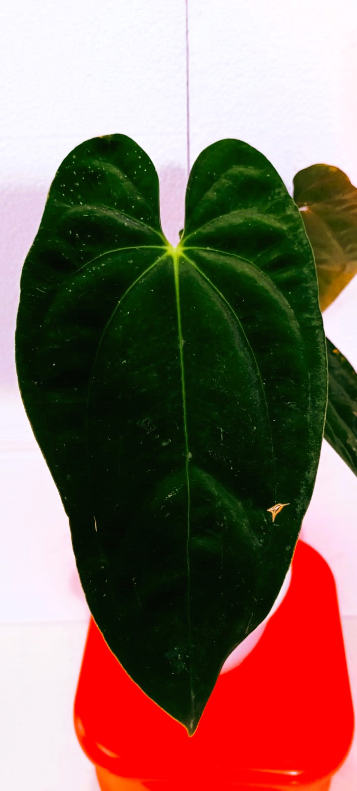 Anthurium Papillilaminum 'Matured'