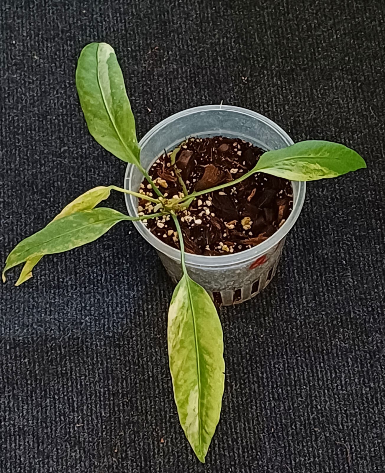 Anthurium Vittarifolium Variegated