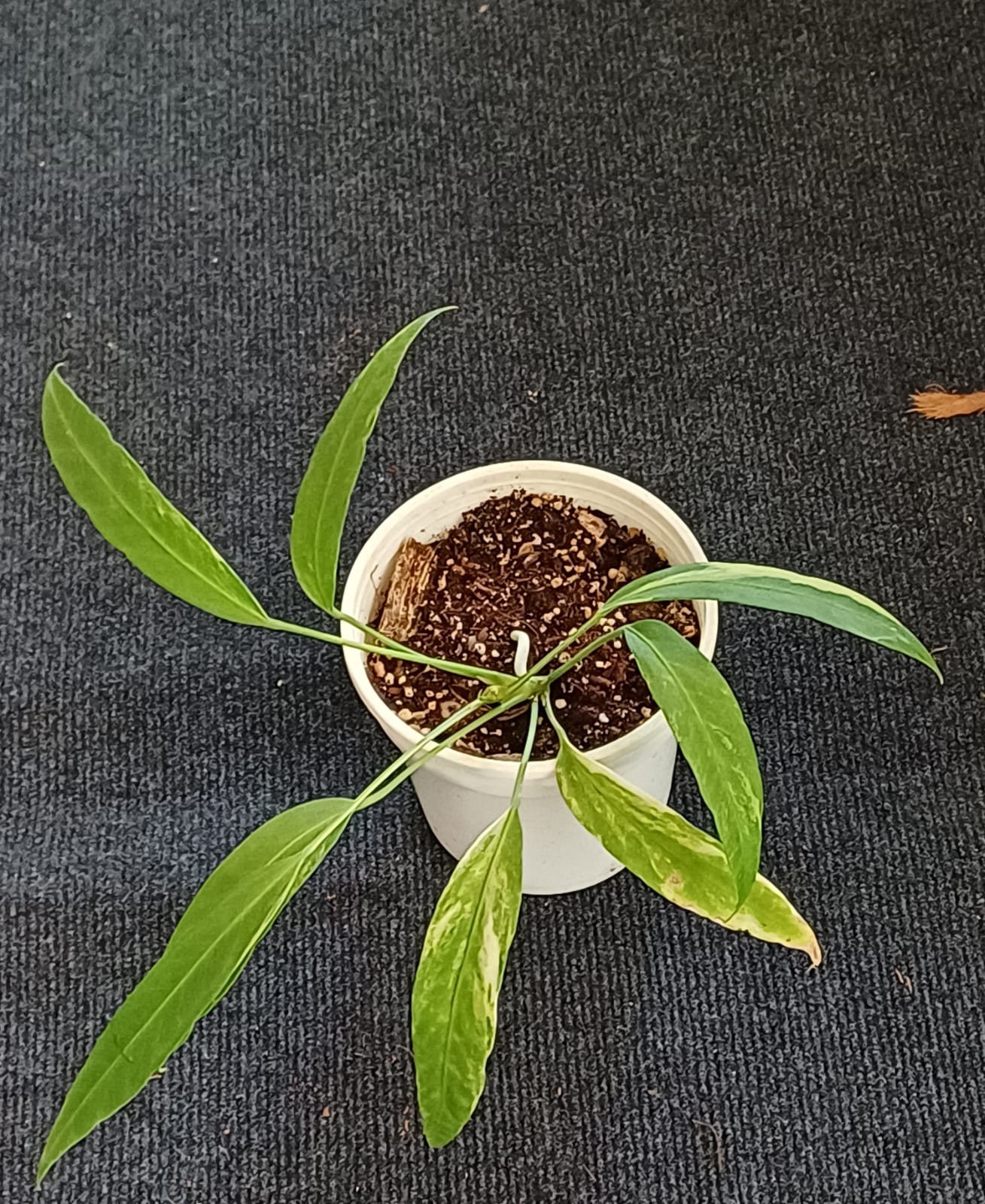 Anthurium Vittarifolium Variegated