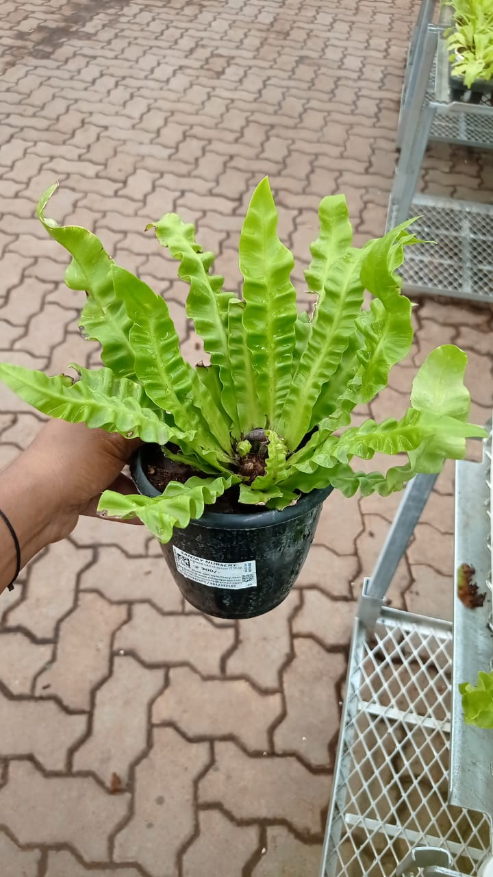 Cobra Fern