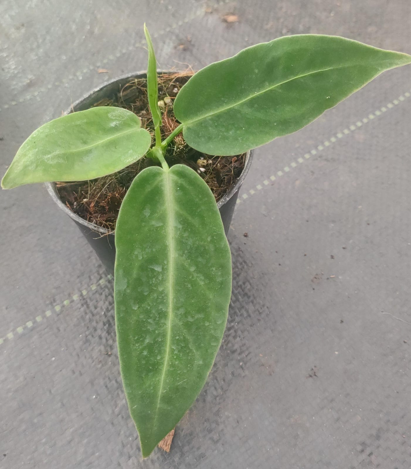 Anthurium Warocqueanum Queen 'Juvenile'