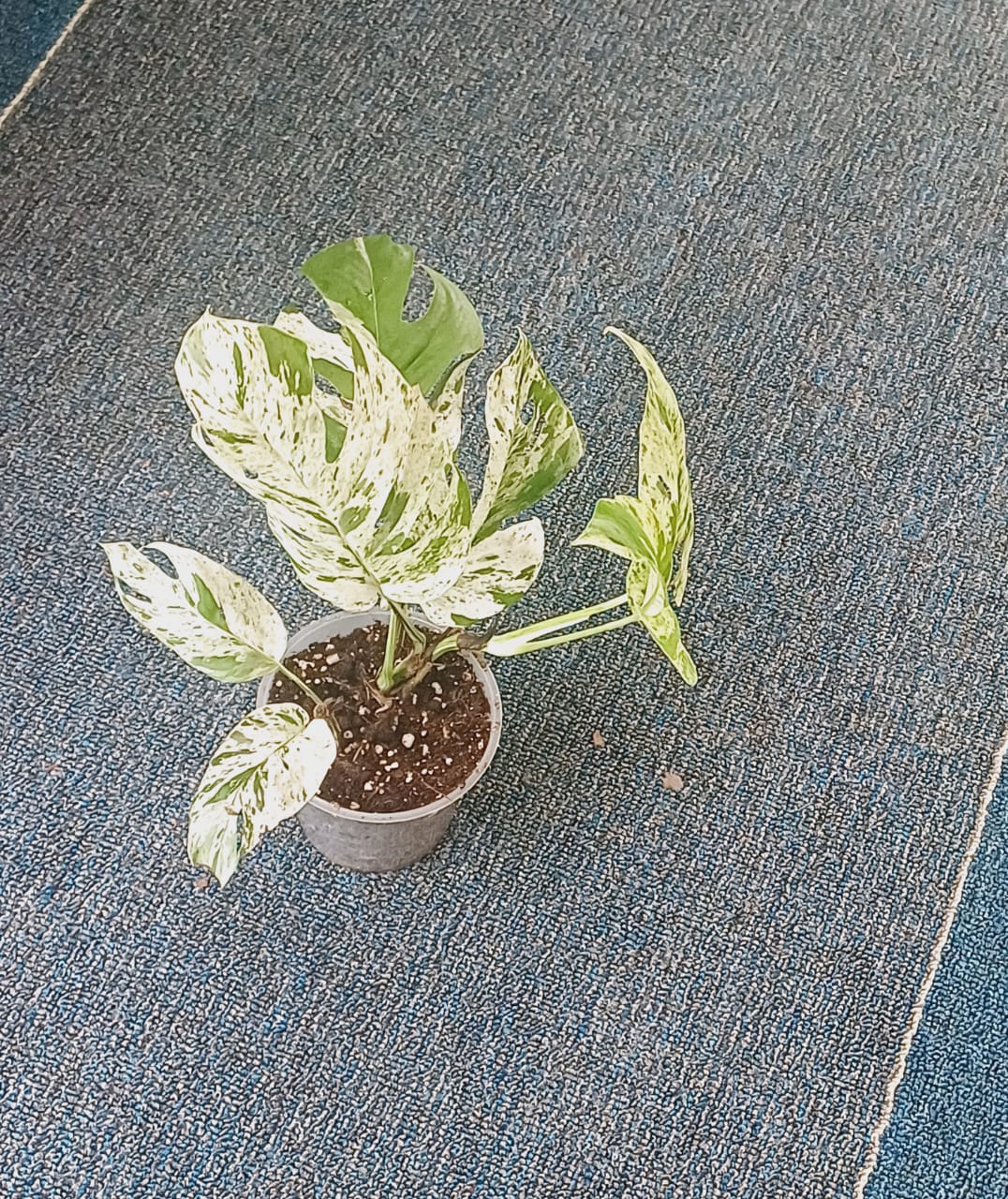 Epipremnum Marble Matured Leaf Variegated