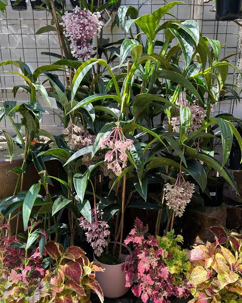 Medinilla Gaint Chandelier