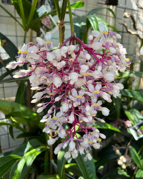 Medinilla Gaint Chandelier