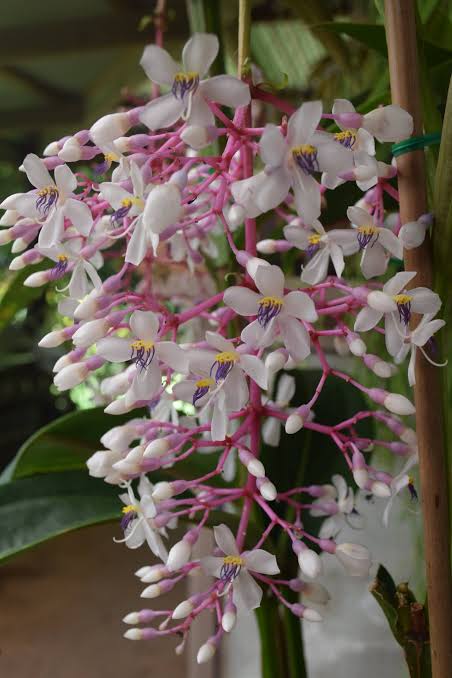 Medinilla Gaint Chandelier