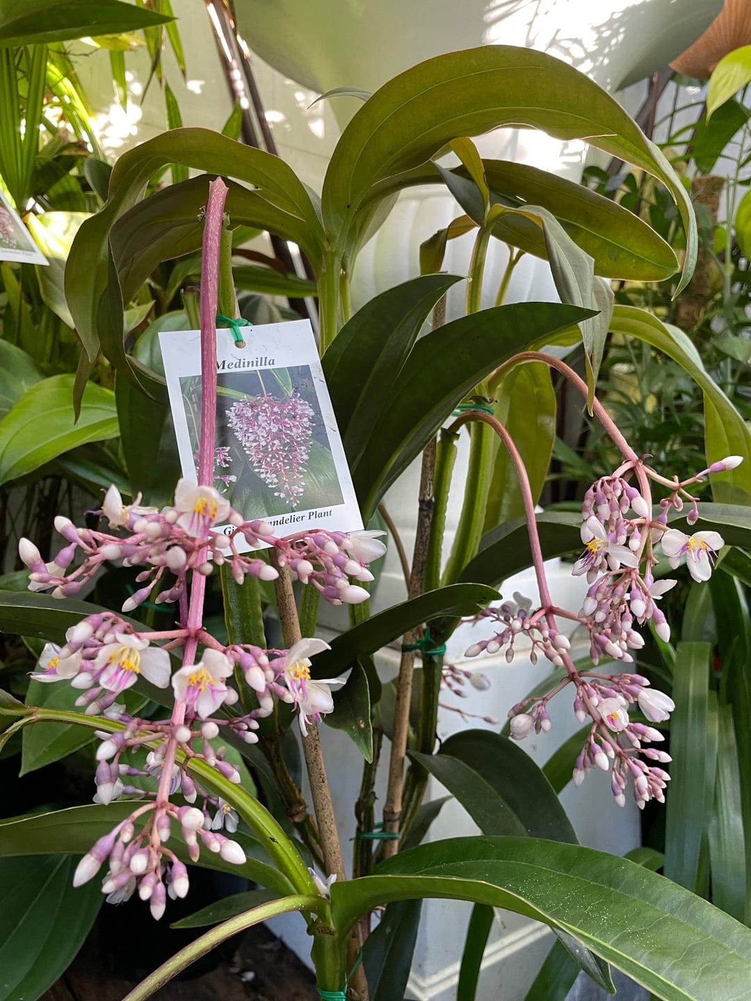 Medinilla Gaint Chandelier