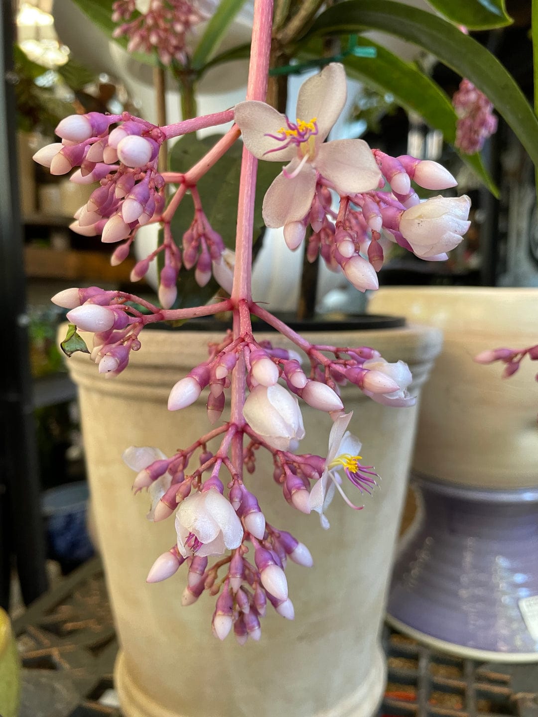 Medinilla Gaint Chandelier