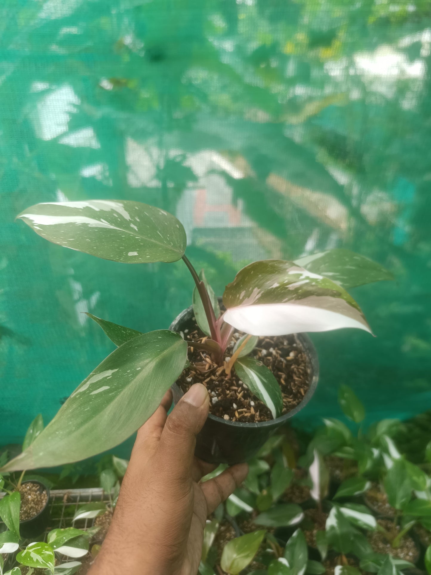 Philodendron Red Anderson