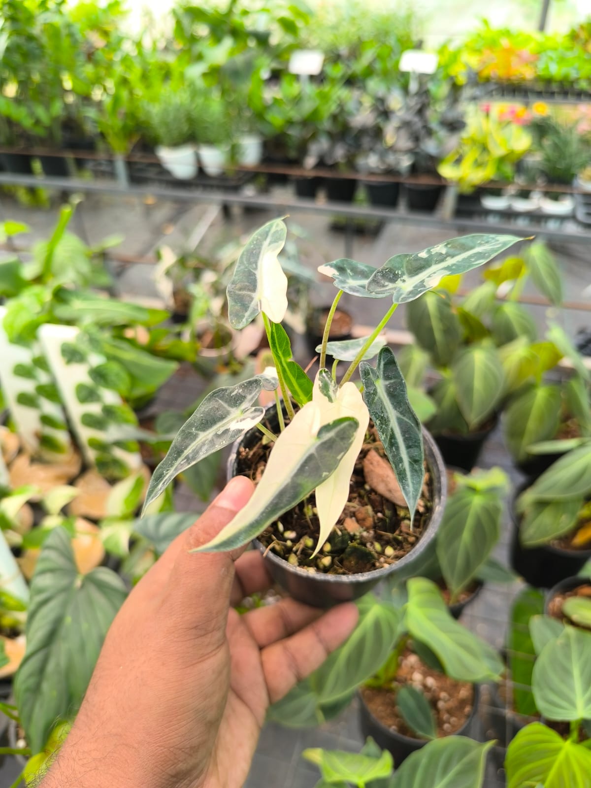 Alocasia Bambino Arrow Pink Variegated