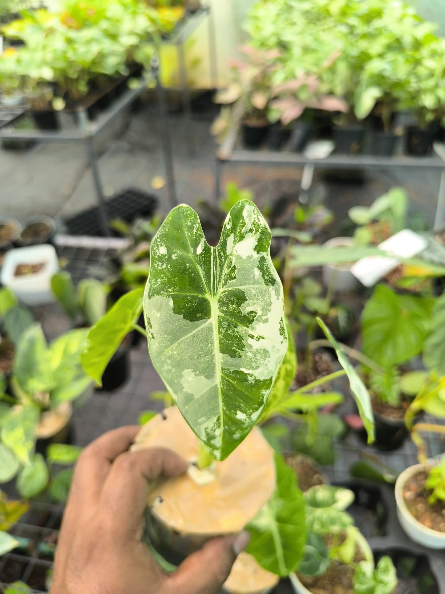 Alocasia Frydek Variegated