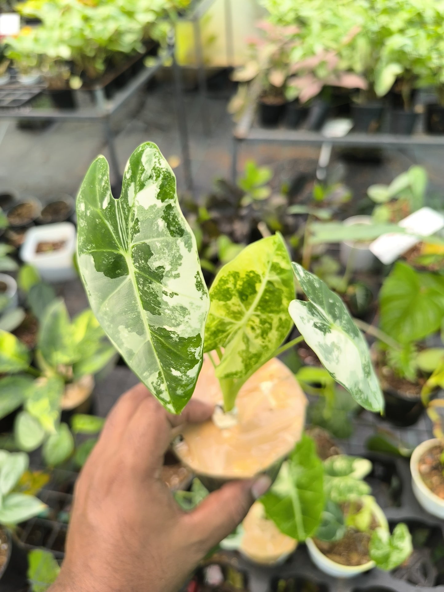 Alocasia Frydek Variegated