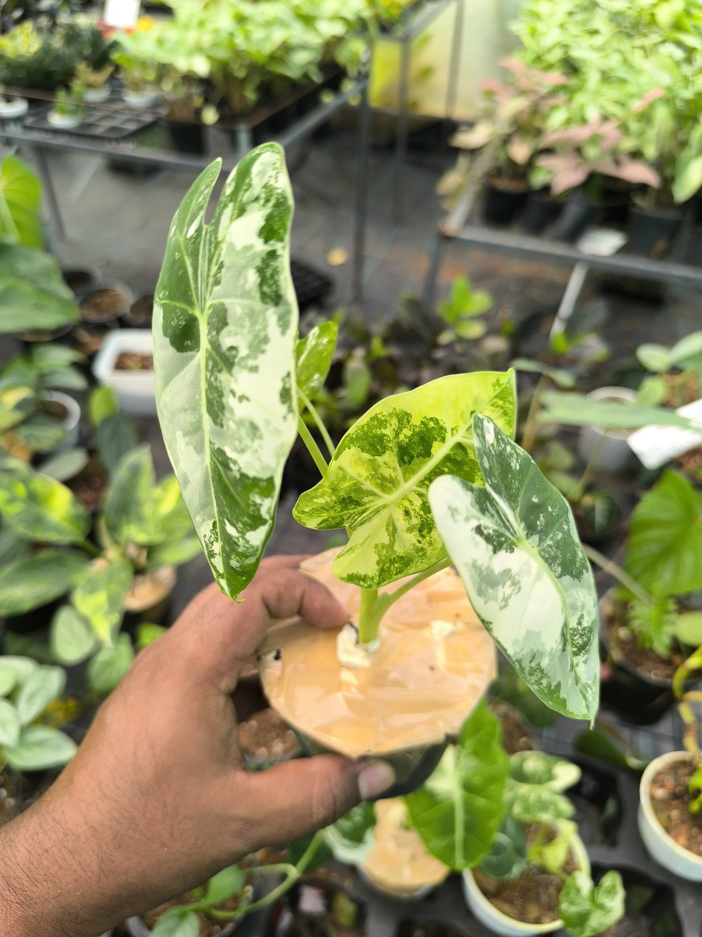 Alocasia Frydek Variegated