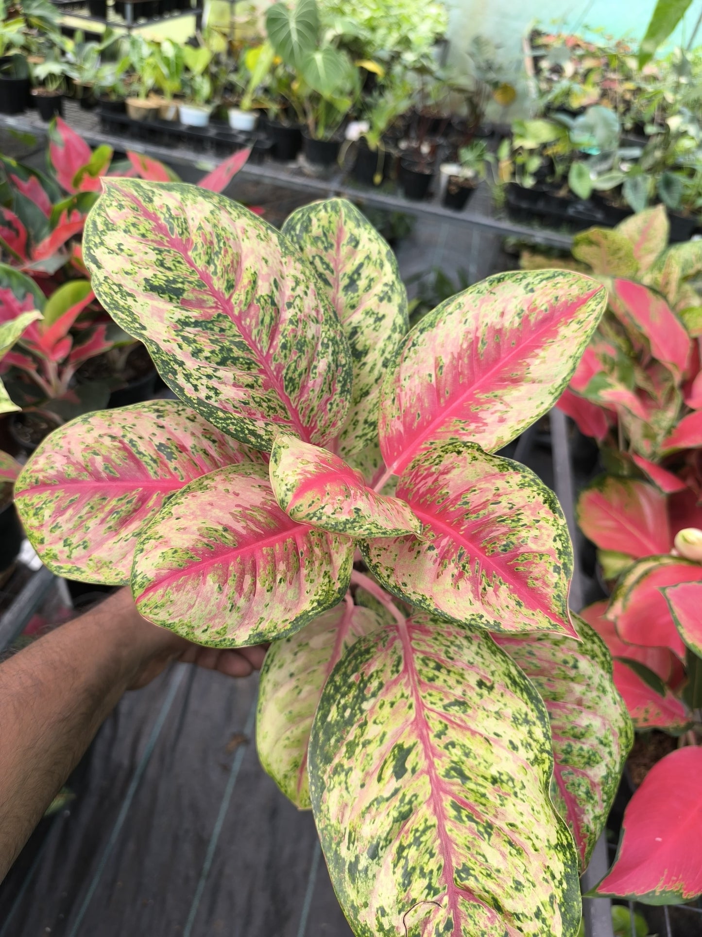 Aglaonema 10 Karat