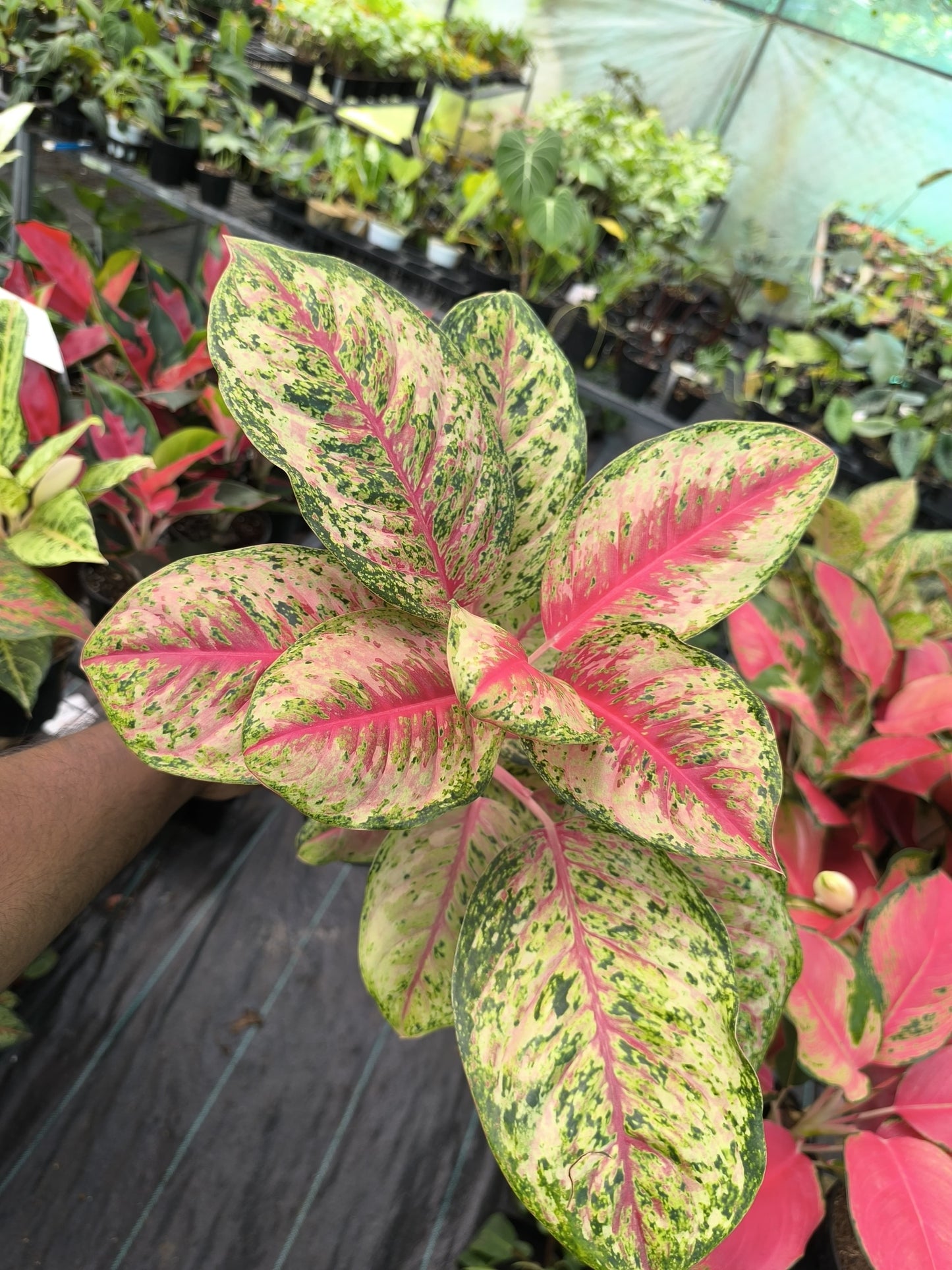 Aglaonema 10 Karat