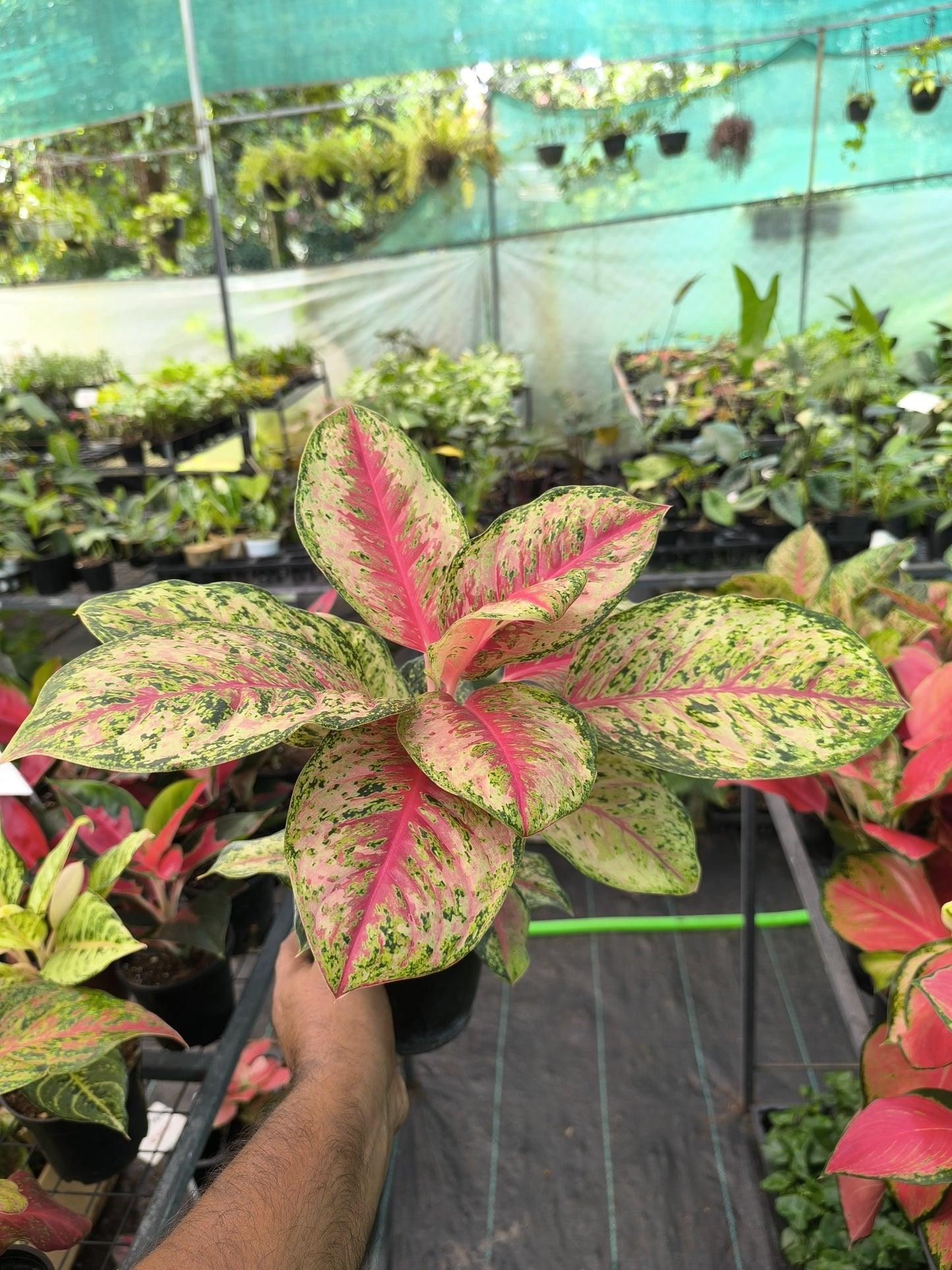 Aglaonema 10 Karat