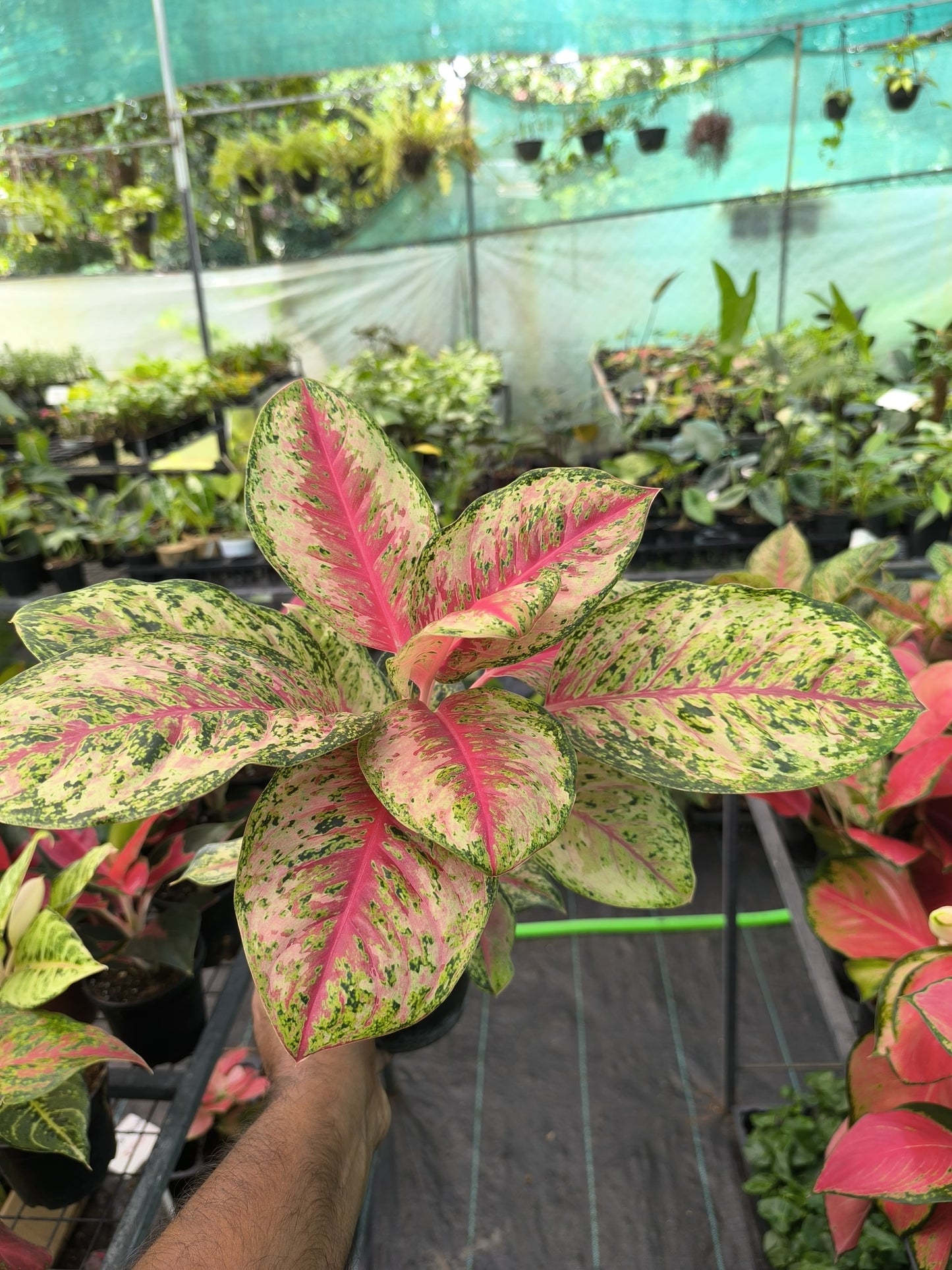 Aglaonema 10 Karat