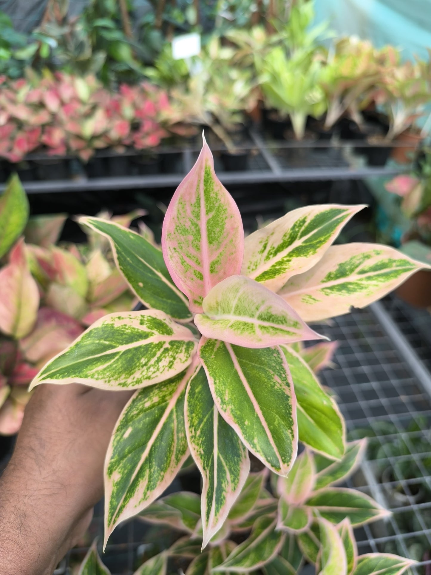 Aglaonema Pink Aurora