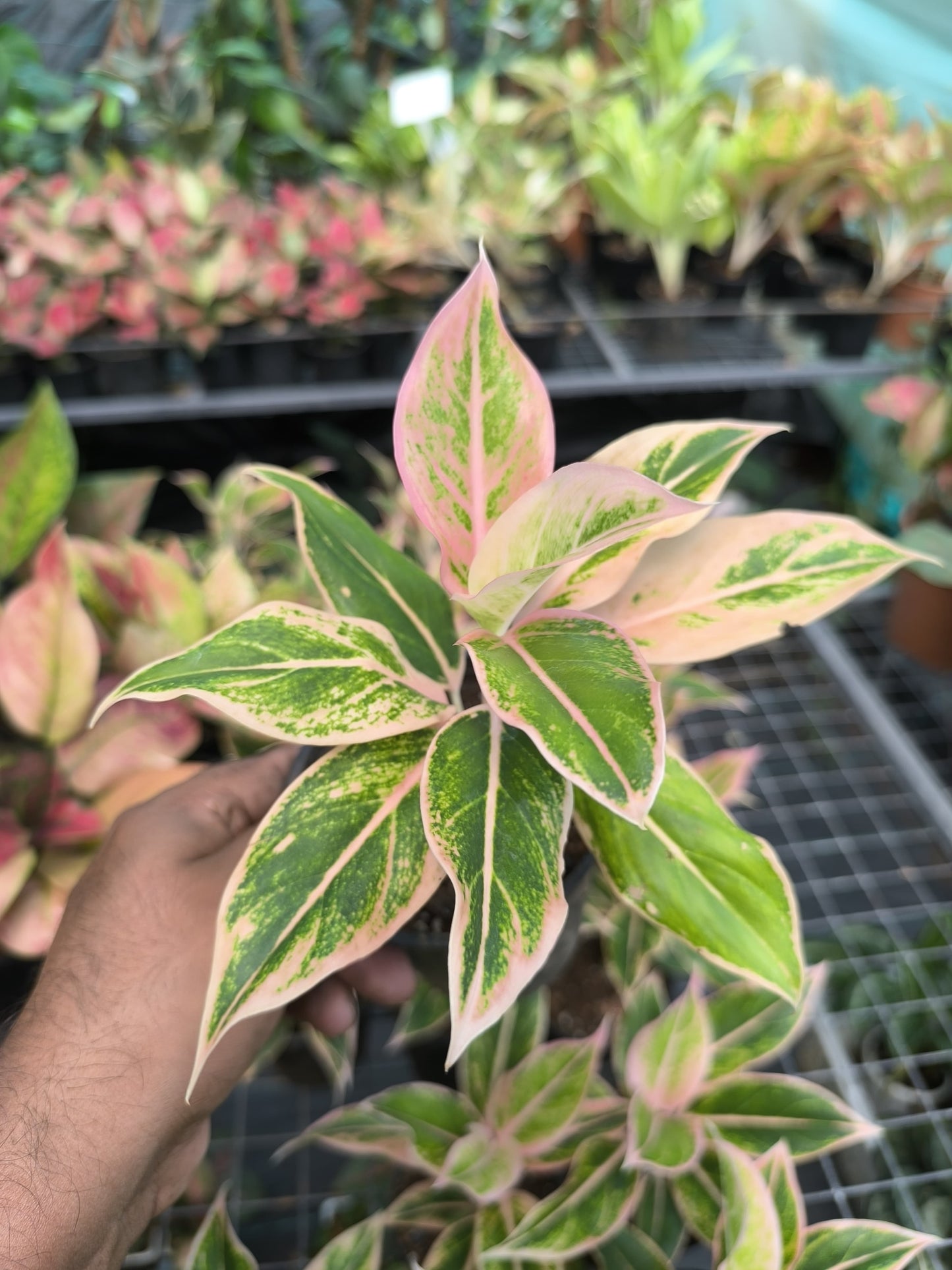 Aglaonema Pink Aurora