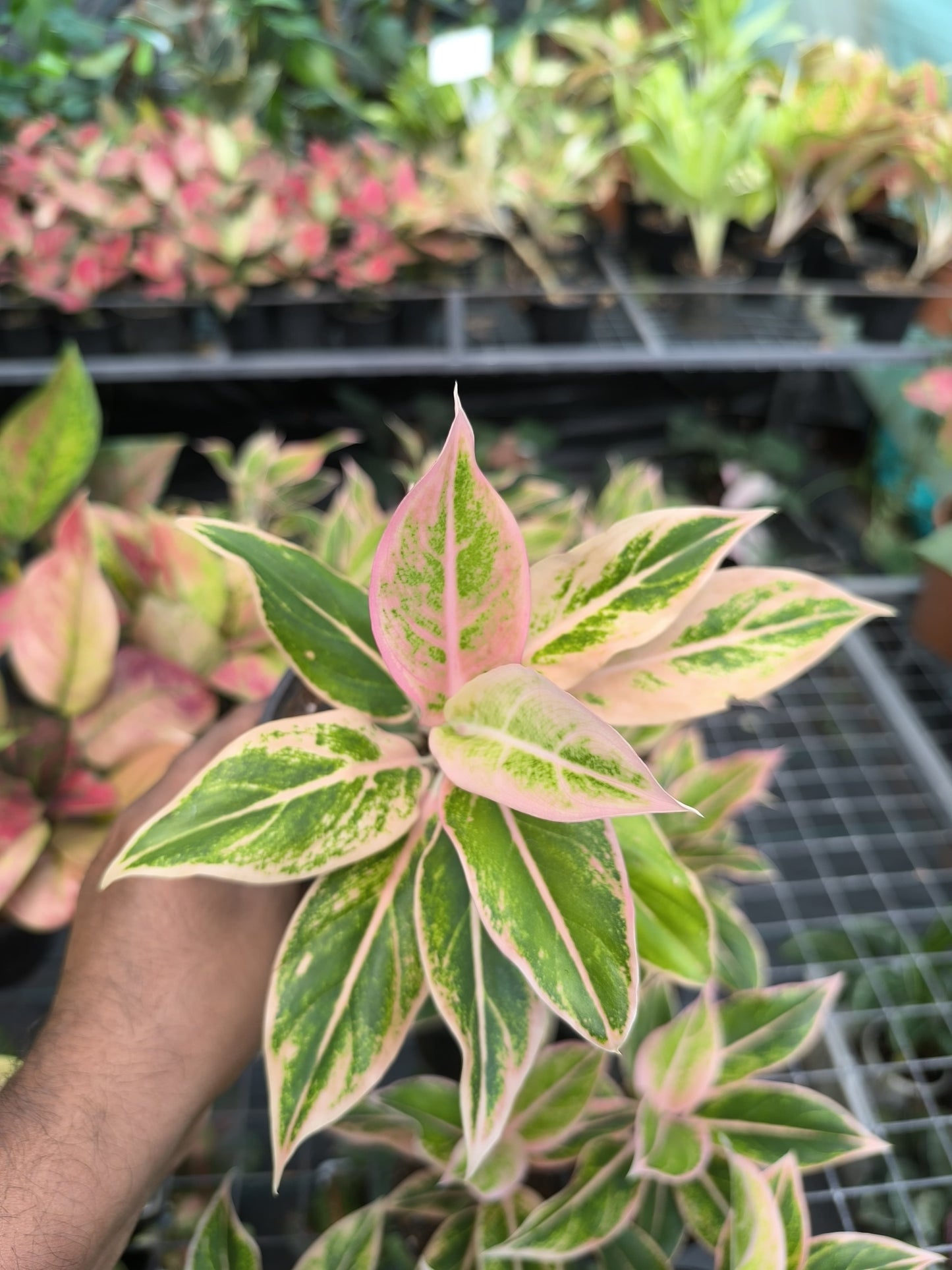 Aglaonema Pink Aurora