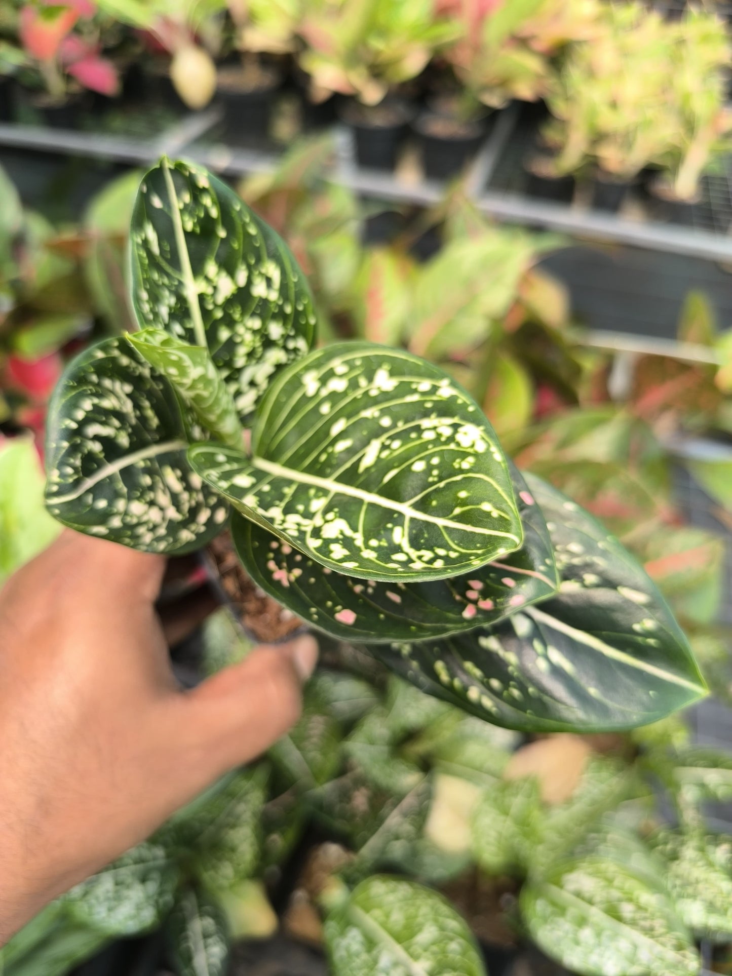 Aglaonema Green Liza