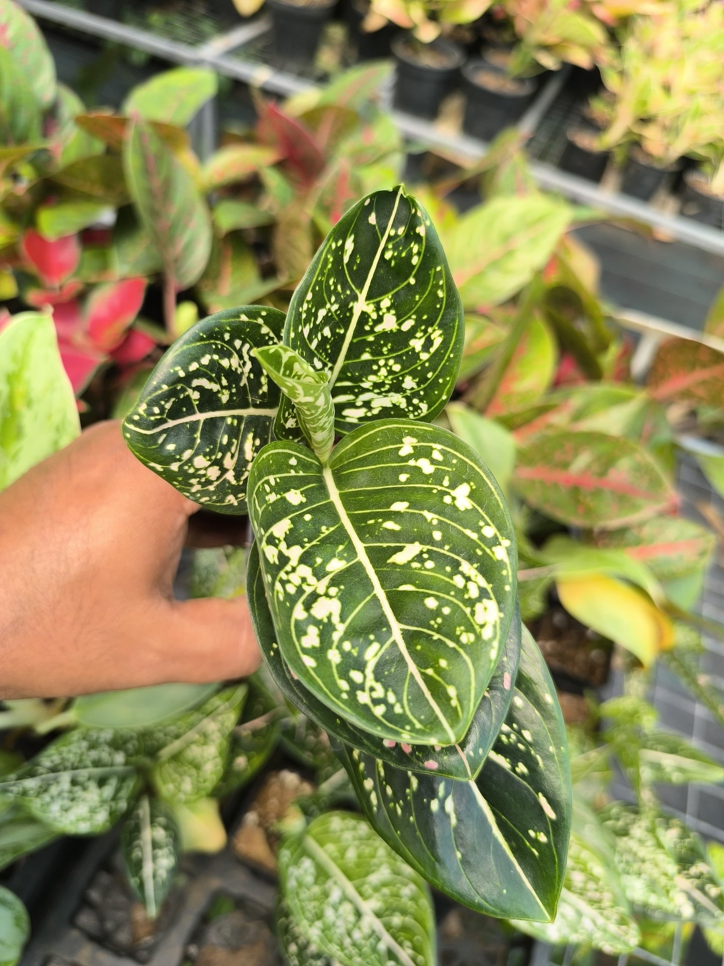 Aglaonema Green Liza