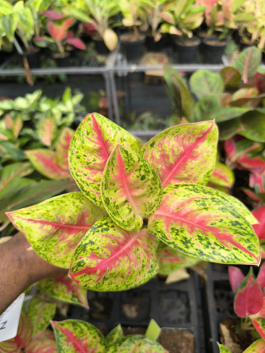 Aglaonema Zenstar