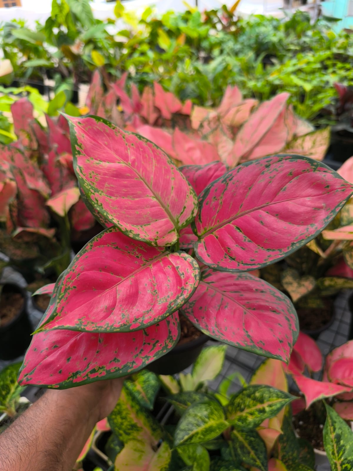 Aglaonema Red Beauty 'Matured'