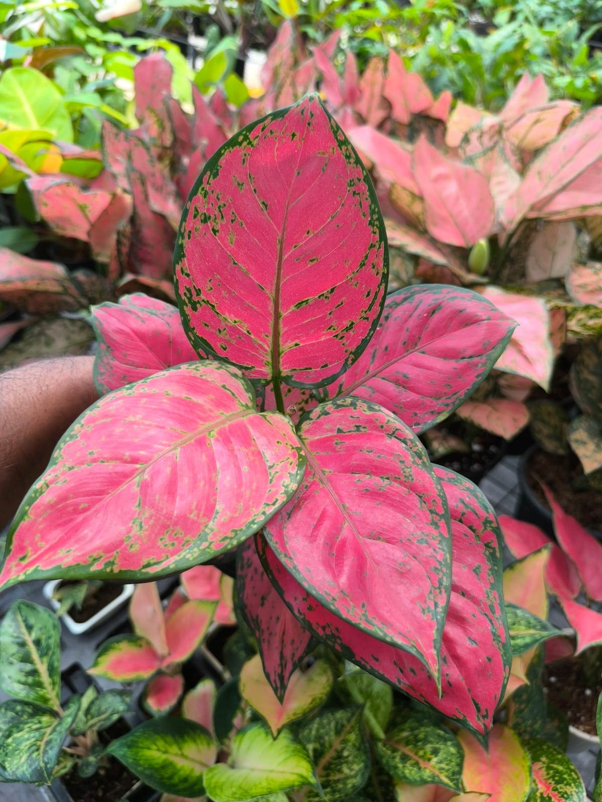 Aglaonema Red Beauty 'Matured'