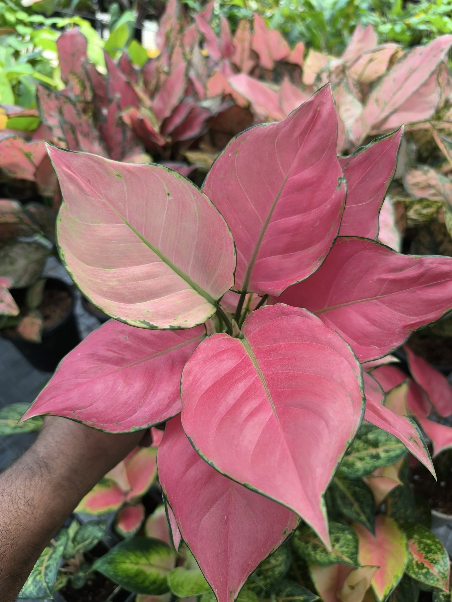 Aglaonema Auspicious Red