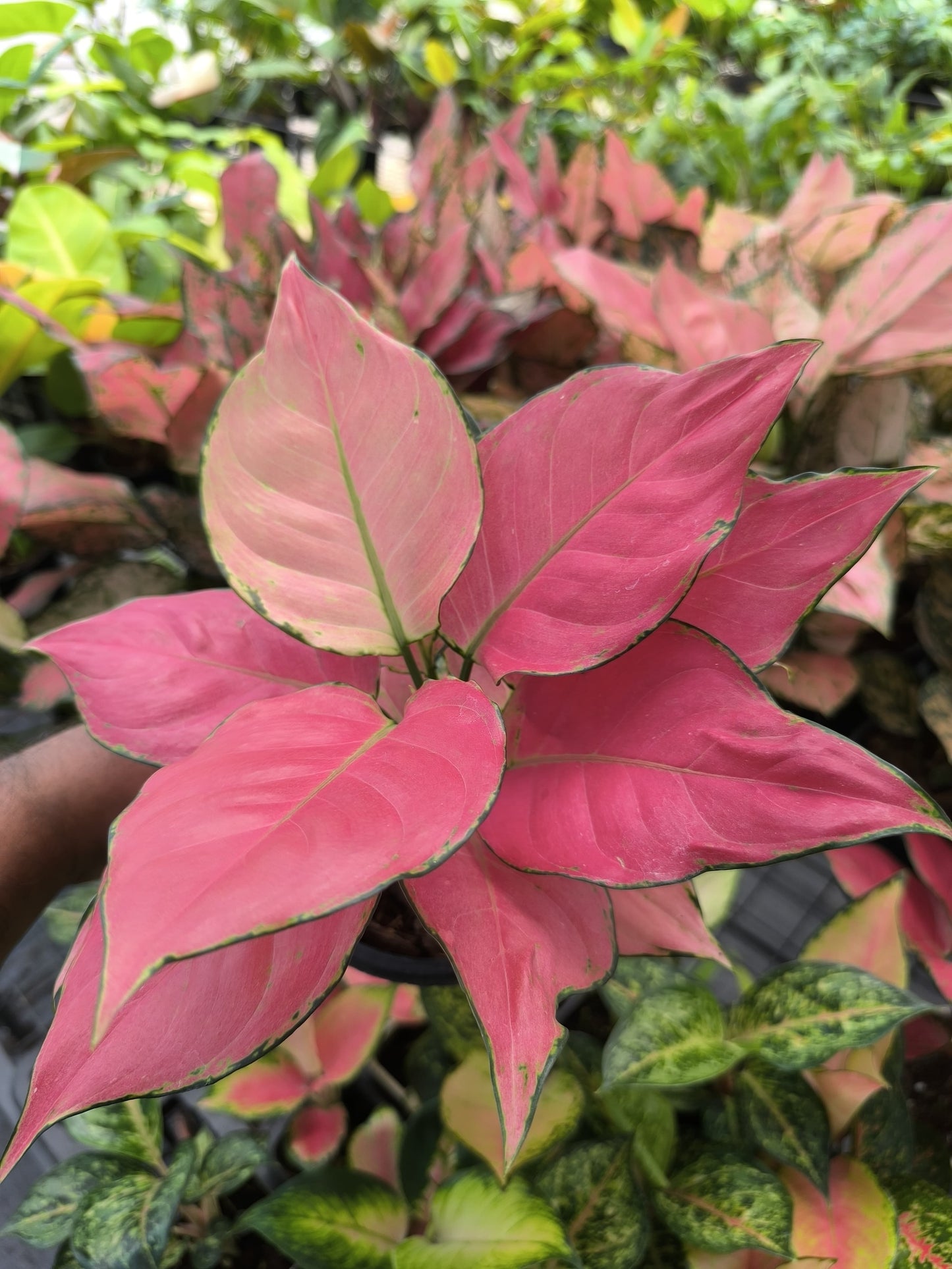 Aglaonema Auspicious Red