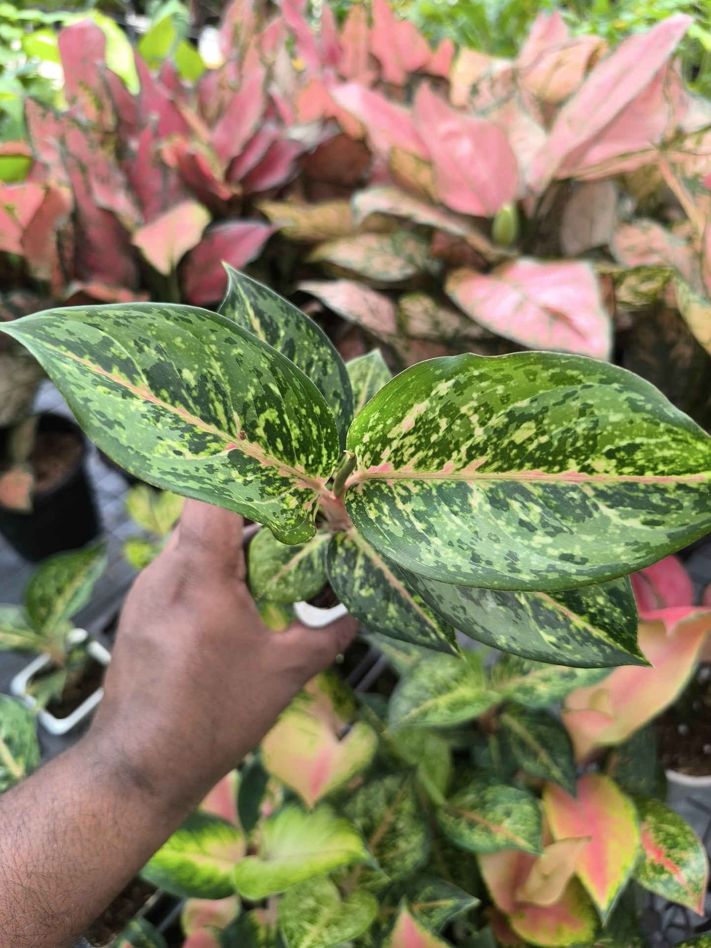 Aglaonema 10 Karat