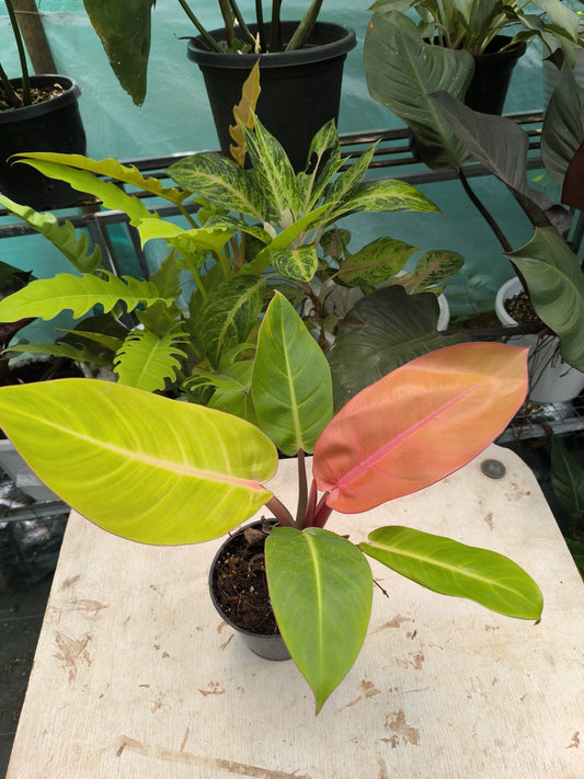 Philodendron Orange Splendor