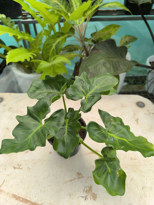 Philodendron Selloum Atom