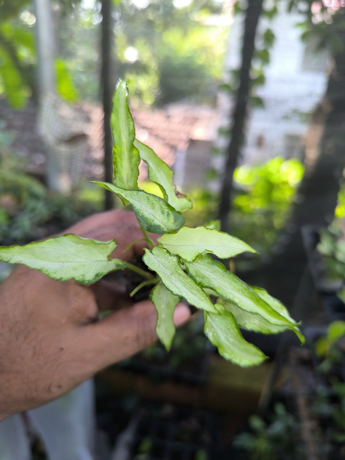 Syngonium 6-in-1 Combo Juvenile Plants Set