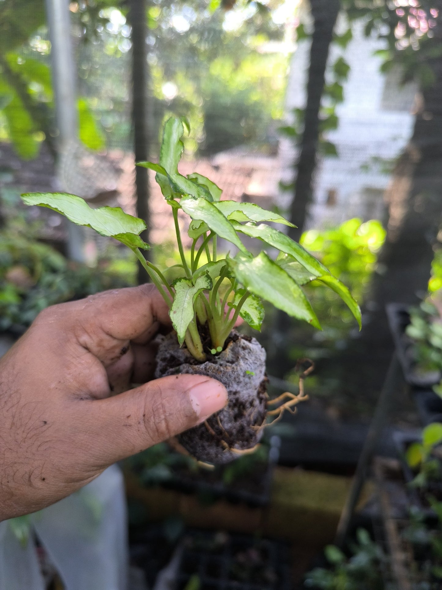 Syngonium 6-in-1 Combo Juvenile Plants Set